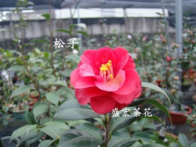【盛宏茶花】茶花品種︱7吋盆原棵茶花︱松子