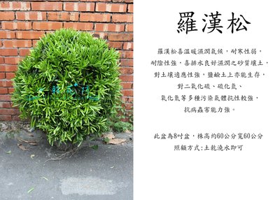 心栽花坊-羅漢松/圓球造型/8吋/寬60/造型樹/綠化植物/綠籬植物/售價1200特價1000