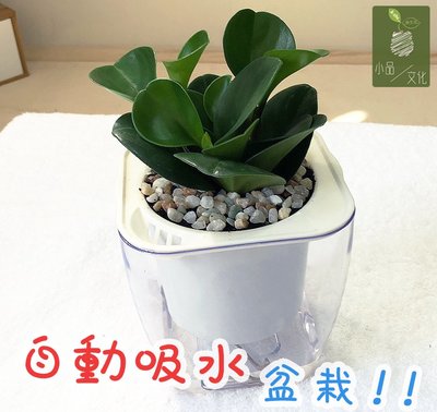 【小品文化】圓葉椒草【現貨】4吋透明懶人盆栽 加水更方便 觀葉植物 室內植物 自動吸水 創意花盆 居家辦公盆花 種子