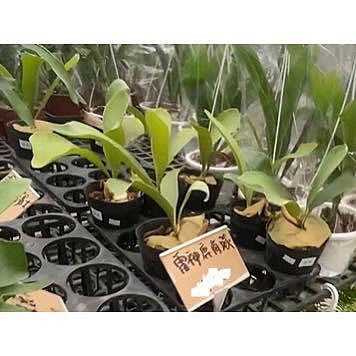 雷神鹿角蕨4 吋盆2024/3月實物拍攝室內植物 觀葉植物 綠化植物