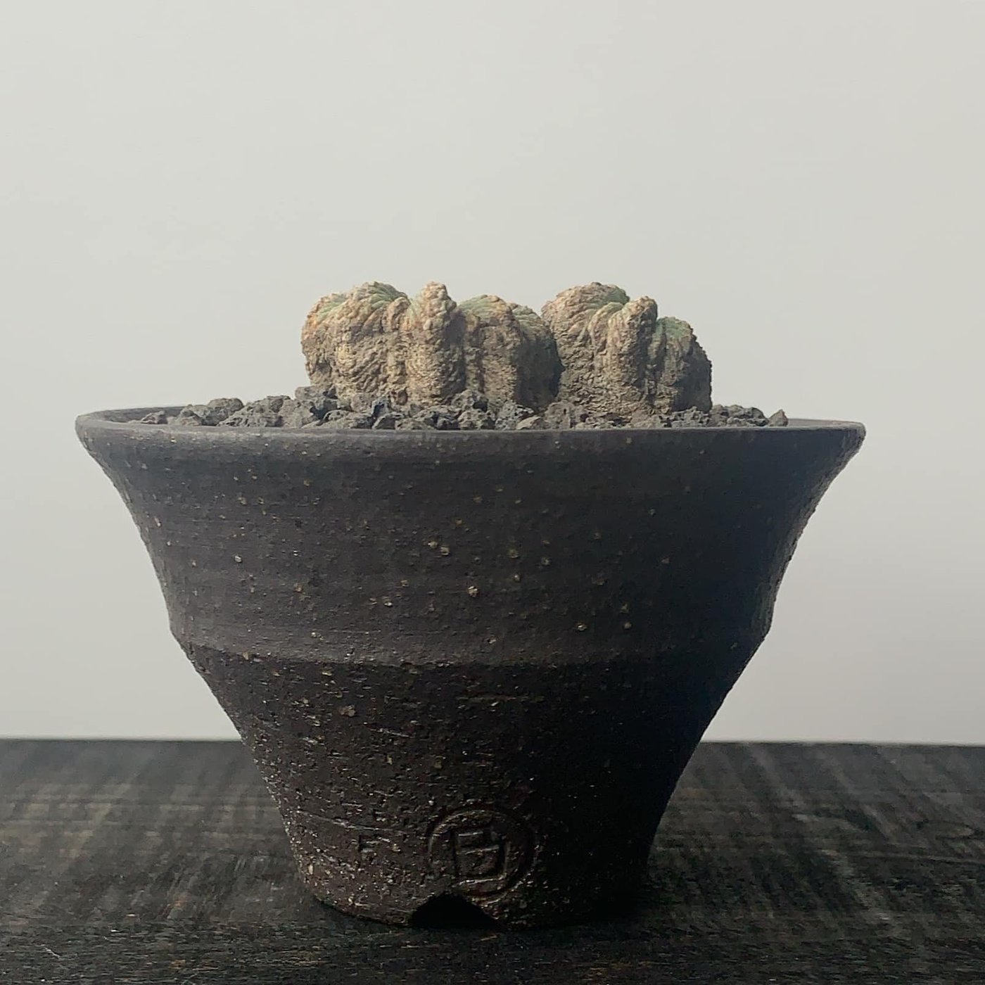Gravity Meteor Shallow Pot psycho frameコーデックス - 観葉植物