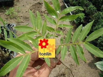 ╭☆東霖園藝☆╮超優質樹種( 無患子 ) ....可製肥皂