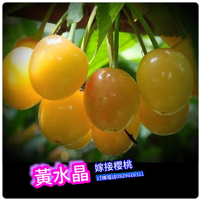 黃水晶櫻桃《嫁接苗》中國南方熱帶品種Cerasus pseudocerasu 買3棵免運費、買5棵送1棵