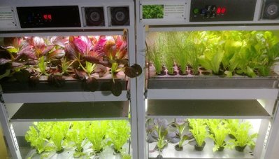 yen LED燈植物栽培種植箱 水耕種植 魚菜共生 客廳農場 有機蔬菜輕鬆種