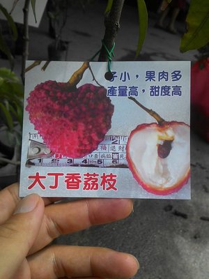 ╭☆東霖園藝☆╮水果苗(大丁香荔枝)荔枝--超大果的品種-  4吋/350元