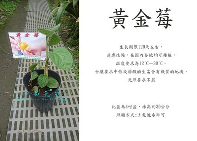 心栽花坊-黃金莓/燈籠果/實生苗/水果苗/售價180特價150