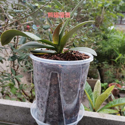 精品青山控根盆花盆透明蝴蝶蘭蔓綠絨竹海芋專用加厚盆室內園藝桌面