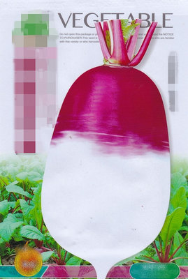 【蔬菜種子S342】胭脂白玉蘿蔔~~耐寒、耐濕，約五分之二部分為淡紫紅色，入土肉質均為白色，口感質細，微辣。