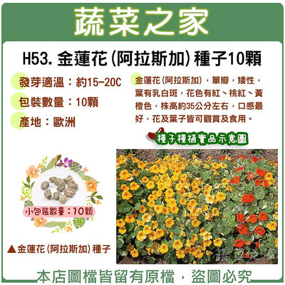 【蔬菜之家滿額免運】H53.金蓮花(阿拉斯加)種子10顆 花卉 花類種子