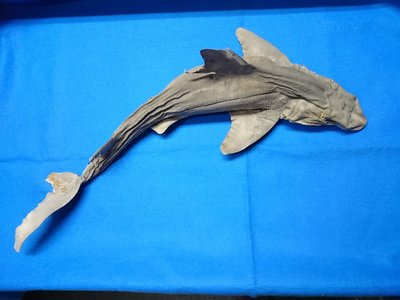 【鑫寶貝】貝殼DIY  角鯊標本 鯊魚類標本 79公分 開店擺設  教學使用   請勿放置水中或過度潮濕以免腐壞