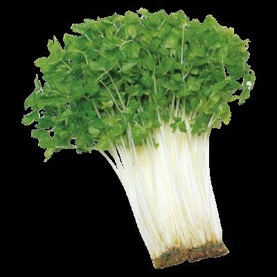 【1磅裝蔬菜種子P155】白莖山芹菜，全年皆可種植，日本關西名產！