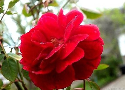 大花月季。悠遊山城(創始店)5-6吋盆玫瑰~特價250
