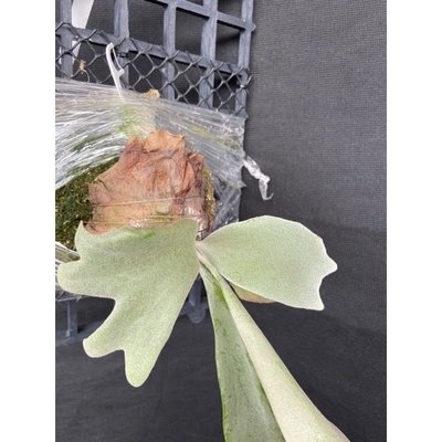 鹿角蕨 p.willinckii cv. White白哇（KTK) 側芽(己上板)-療癒文青植物、蕨類植物天南星-觀葉