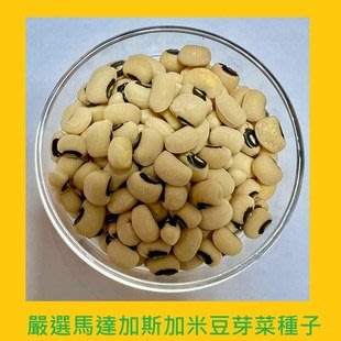 台灣PIH嚴選-米豆芽菜專用種子150ml-防潮袋-種子花苗