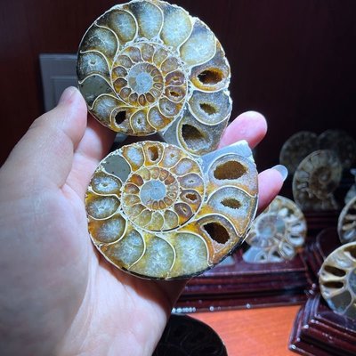 切片螺擺件螺化石菊石對螺 古生物化石標本新品馬達加斯加玉化螺凌雲閣化石隕石 促銷
