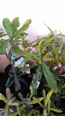 ╭☆東霖園藝☆╮熱帶水果苗( 澳洲胡桃 ) 夏威夷火山豆--嫁接苗-3-4年可結果.=圖一