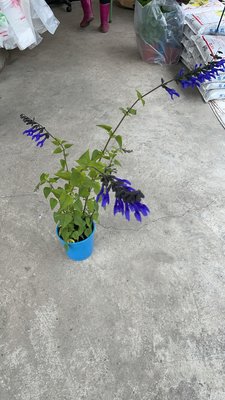 心心花園 ❤蜂鳥鼠尾草 5吋盆 ❤觀花植物 ~鮮豔的紫藍色小花~