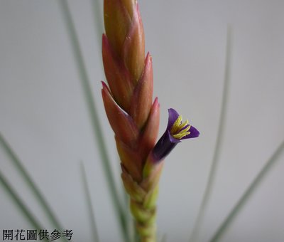 【台中】空氣鳳梨 Tillandsia floribunda 暗紅玫瑰