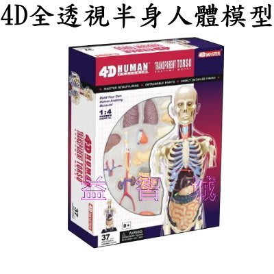 益智城《/教學模型/人體器官模型/人體解剖模型/DIY模型/科學玩具教具/4D Master 》4D全透視半身人體模型