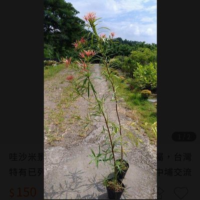 哇沙米園藝#台灣特有種 桃實百日青  (6棵=$300)高40公分，一箱可置30棵。