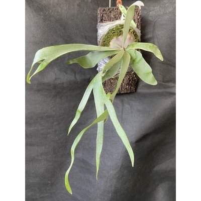 鹿角蕨-細葉檸檬銀鹿 -己上板療癒植物-天南星-觀葉-室內-文青風-IG網紅-植物-療癒植物-蕨類植物