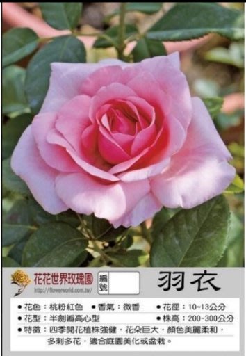 花花世界 玫瑰苗 羽衣 Hagoromo Climbing 花朵巨大 7吋盆 高30 60公分 Tm Yahoo奇摩拍賣