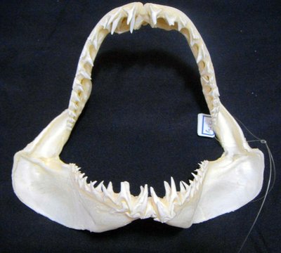 [馬加鯊嘴牙]22公分馬加鯊魚嘴..專家製作雪白無魚腥味!..是標本也是掛飾.! #4.22x18.