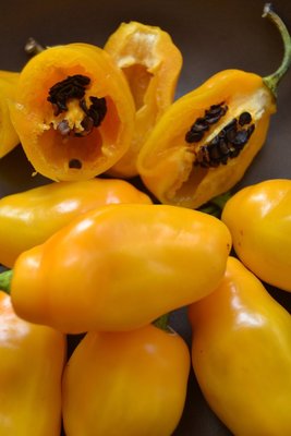 黑籽辣椒(黃)種子10顆_非常稀有罕見的品種