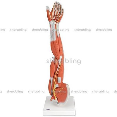 (ME-N_196)進口可分解臂肌模型6部分人體手臂肌肉解剖手臂解