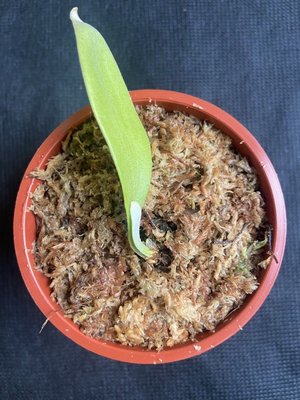 鹿角蕨風雲P. Foongwin 高階捲捲鹿-3吋盆觀葉植物 室內植物 文青小品/療癒蕨品