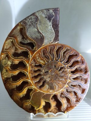 大鸚鵡螺化石