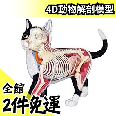 【NO.29貓】日版 青島文化教材社 AOSHIMA 4D立體拼圖 解剖模型 動物解剖【水貨碼頭】