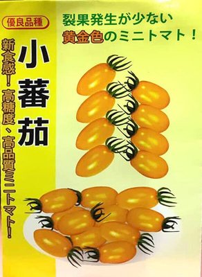 日本金黃小番茄種子20粒50元