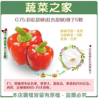 【蔬菜之家滿額免運】G75.彩紅甜椒(紅色甜椒)種子5顆(F1，燈籠型朱紅色果，果型大，甜度高，果重約200公克。肉厚)