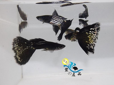 純品系 黑蛇王孔雀魚 (一對) 純品系孔雀魚專區 活體宅配 戶外飼養