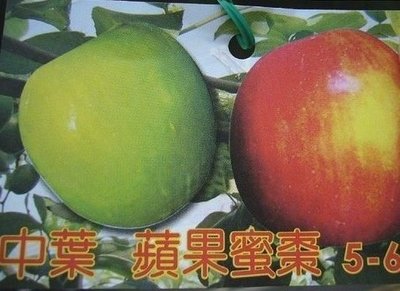 ╭☆東霖園藝☆╮水果苗(中葉蘋果蜜棗 )棗子--5-6兩重