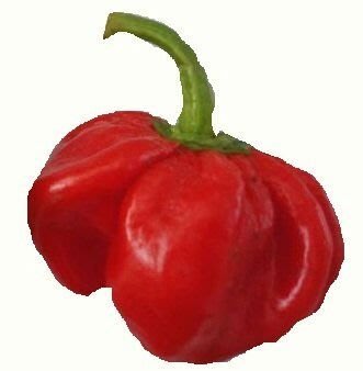 魔鬼椒-紅果 [滿790免運費] 紅辣椒 分包裝蔬果種子 50粒/包 (分裝包) 辣度百萬度以上