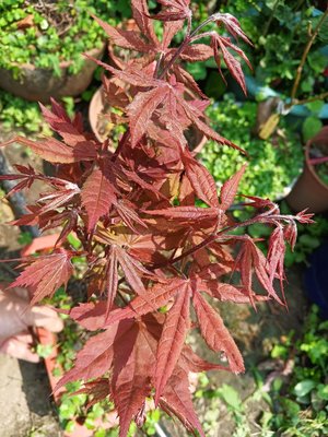 老粗頭露根造型漂亮的日本紅楓樹槭樹，常年葉子都是紅色，好種植名字叫紅星星，小品盆栽，1800元優惠超商取貨免運費
