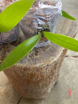 鹿角蕨-深綠交爪哇-3吋盆