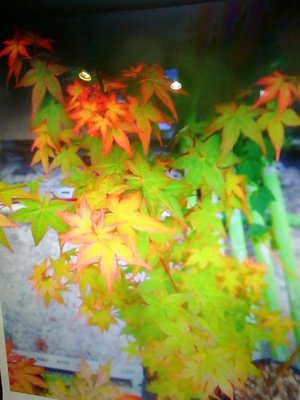 特殊稀有少見日本品種紅楓樹槭樹名字叫東北七變化，老盆養數10年大樹型漂亮，9900元郵局免運費好種植喜歡全日照的環境保濕