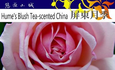 粉屏東月季Hume's Blush Tea-scented China。悠遊山城(創始店)5-6吋盆玫瑰~特價250