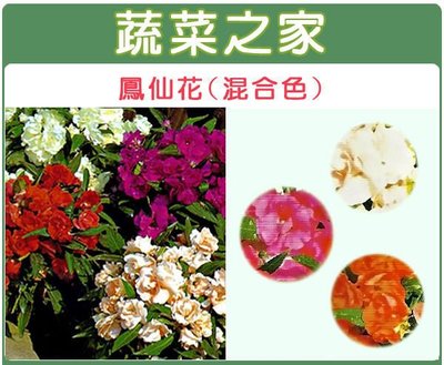 【蔬菜之家】H31.鳳仙花種子20顆(混合色，高35cm.花卉種子)