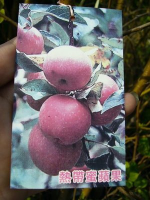 ╭＊田尾玫瑰園＊╯ 水果成樹-(熱帶蜜蘋果)-高2米3000元(數量不多)已會結果
