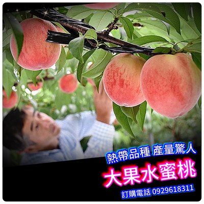 熱帶大果水蜜桃，嫁接款，台灣南北，平地高山皆可種植，絕對好吃【滿3棵免運+買五送一】