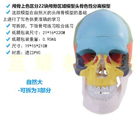 AKC002 成人一比一醫學仿真人體頭骨模型頭顱骨解剖數字編碼標識骷髏標本