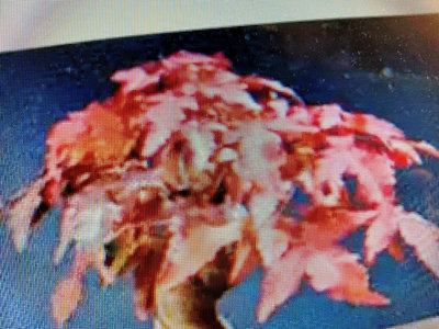 老盆養十多年附石銀楓小品盆栽屬於最好種植的楓樹品種之一喜半日照以上潮濕環境葉子冬天也會變紅色長新芽時候也帶一點紅色優免運