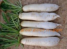 種子批發 2022新收成 白玉蘿蔔種子 600克 特價500元