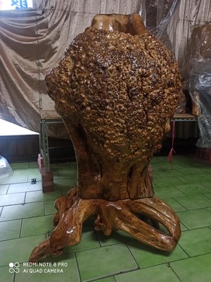 緬甸國寶樹黃金樟滿瘤花，底座台灣肖楠樹頭(特價品)