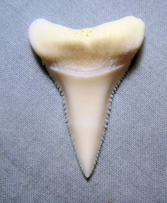(大白鯊嘴牙) 3.6公分真正大白鯊(下鍔)鯊魚牙..無刮痕無缺齒. A標本級. 稀有! 獨家! GWT362609