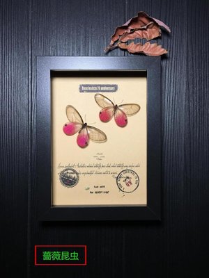 昆蟲記·亞馬遜雨林美麗的透翅眼蝶·9988-特價